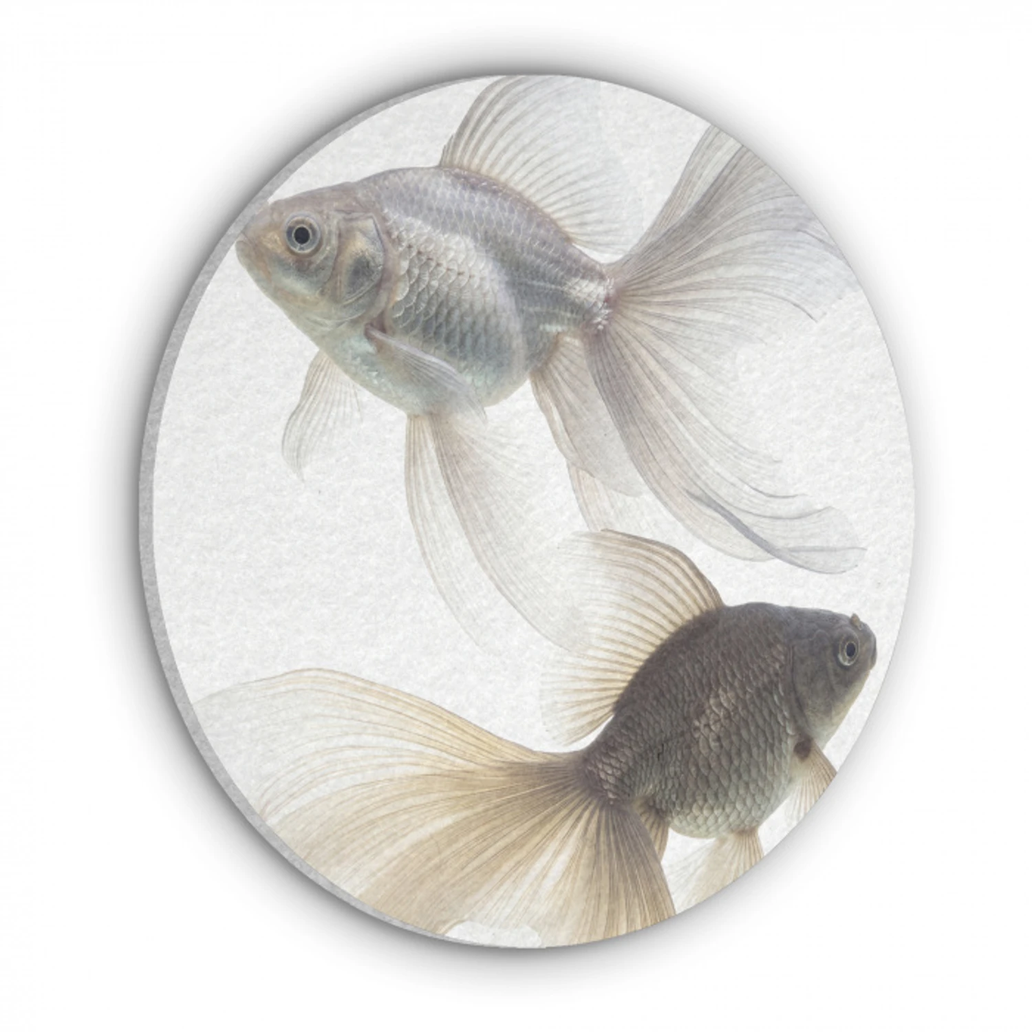 Goudvissen - Modern - Wit Akoestische PET Vilt - Rond klein -3d