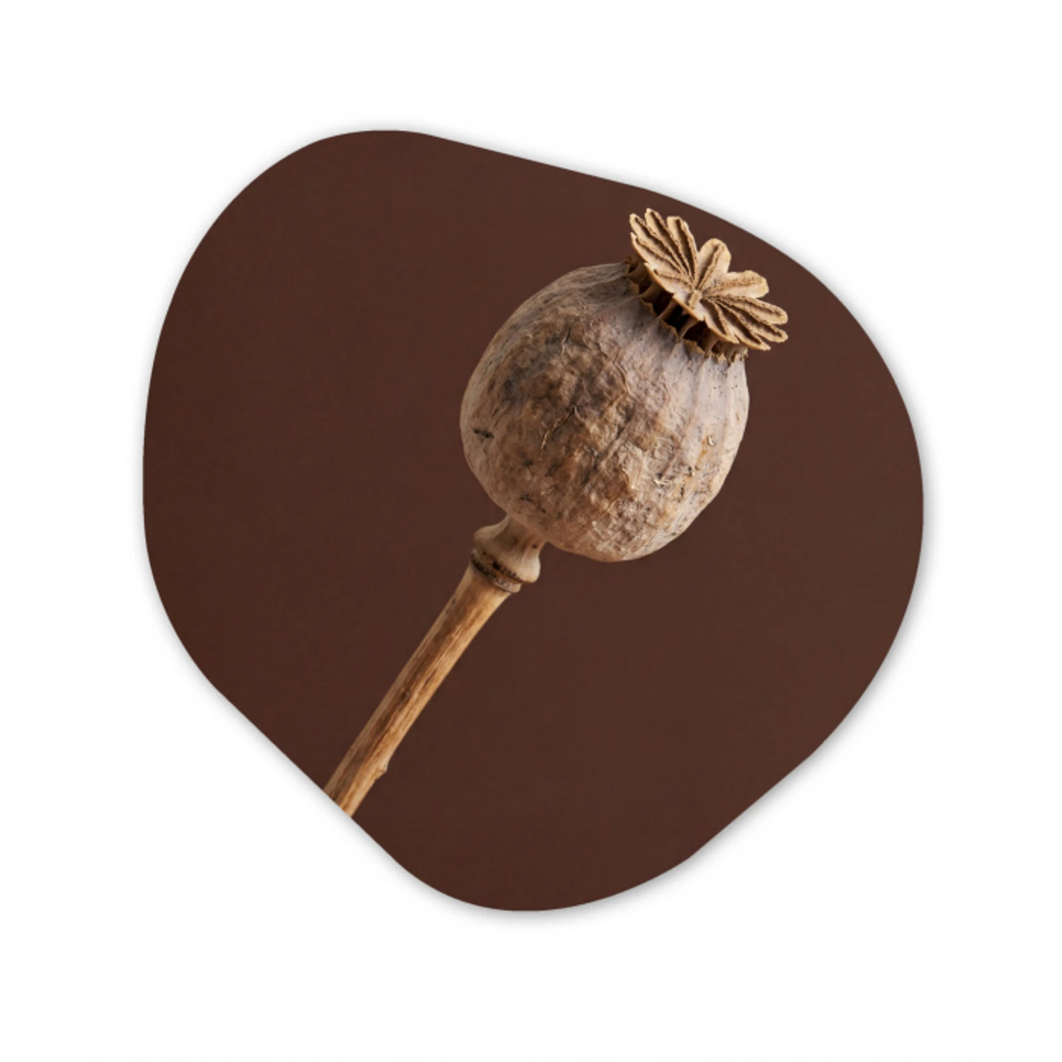 Papaverbol - Droogbloem - Bruin - Minimalistisch Wandcirkel Organisch Forex 3mm klein -3d