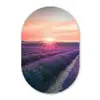 Lavendel - Paars - Bloemen - Lucht Wandcirkel Ovaal Forex klein -3d
