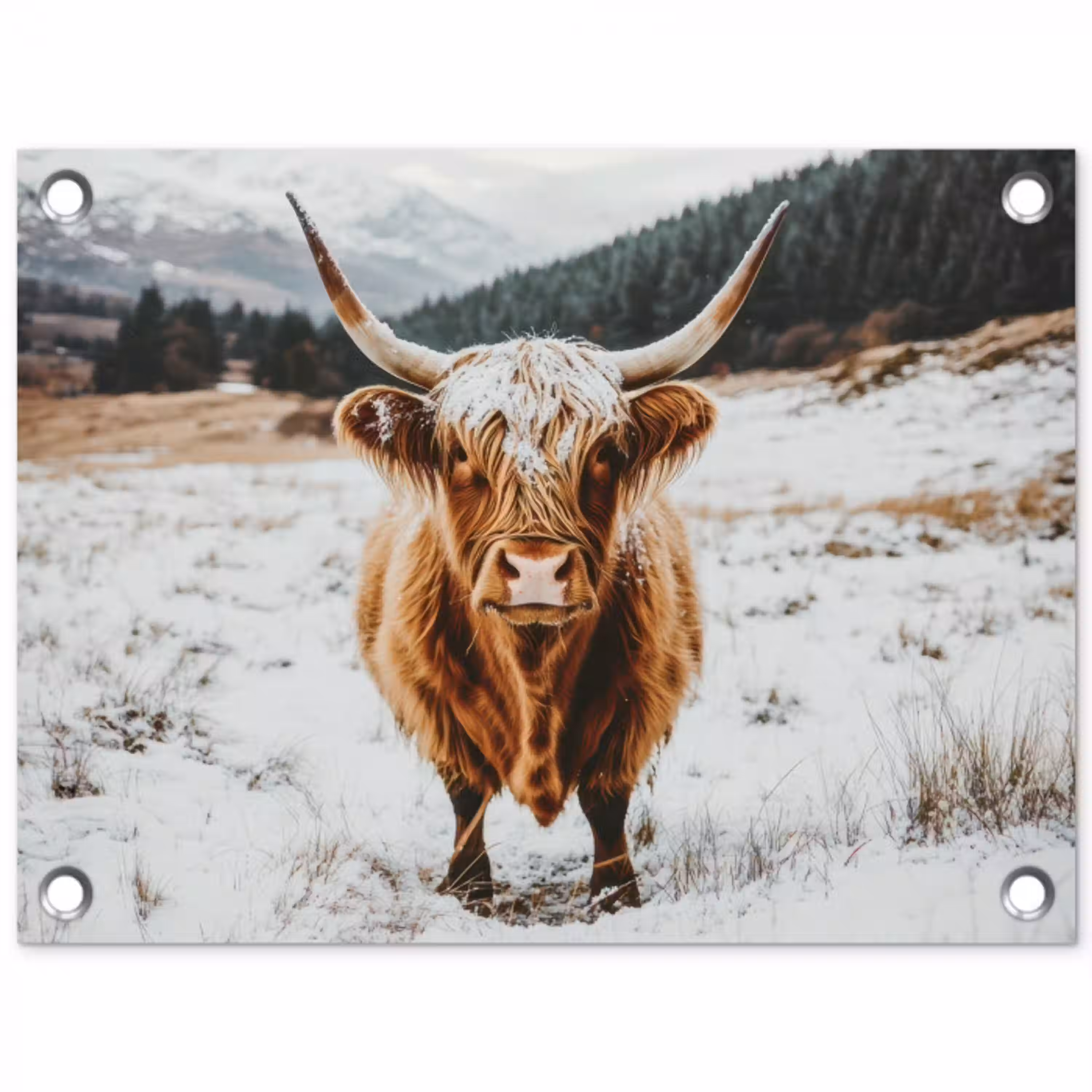 Schotse Hooglander - Landschap - Sneeuw - Bergen - Winter tuinposter los doek klein -3d