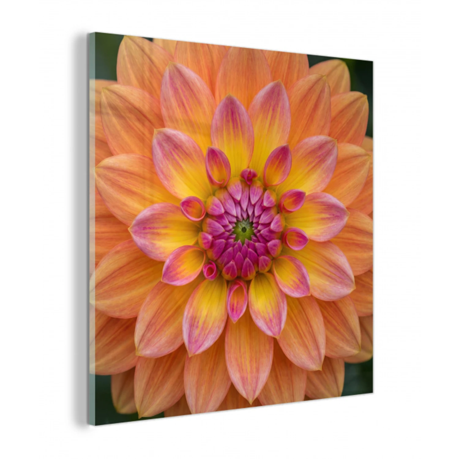 Dahlia - Bloem - Oranje plexiglas 5mm klein -z3d