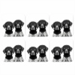 Honden - Bivakmuts - Zwart - wit onderzetter kurk middel -3d