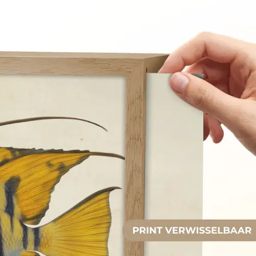 Vis - Sierlijk - Vinnen - Illustratie Light Box met batterij (Wandlamp) middel -USP_websiteprintNL
