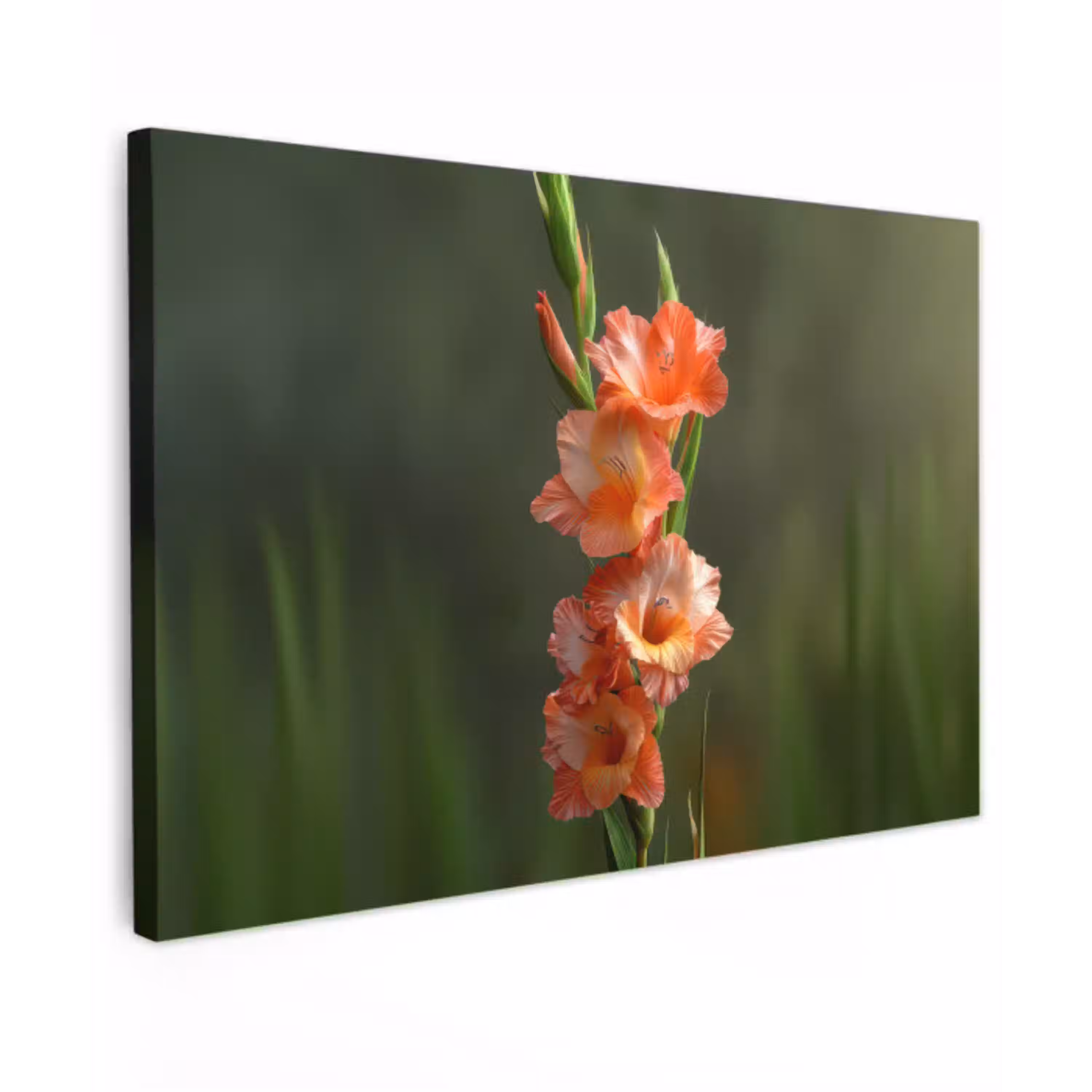 Bloem - Gladiolen - Zalmroze canvas 2cm klein -z3d