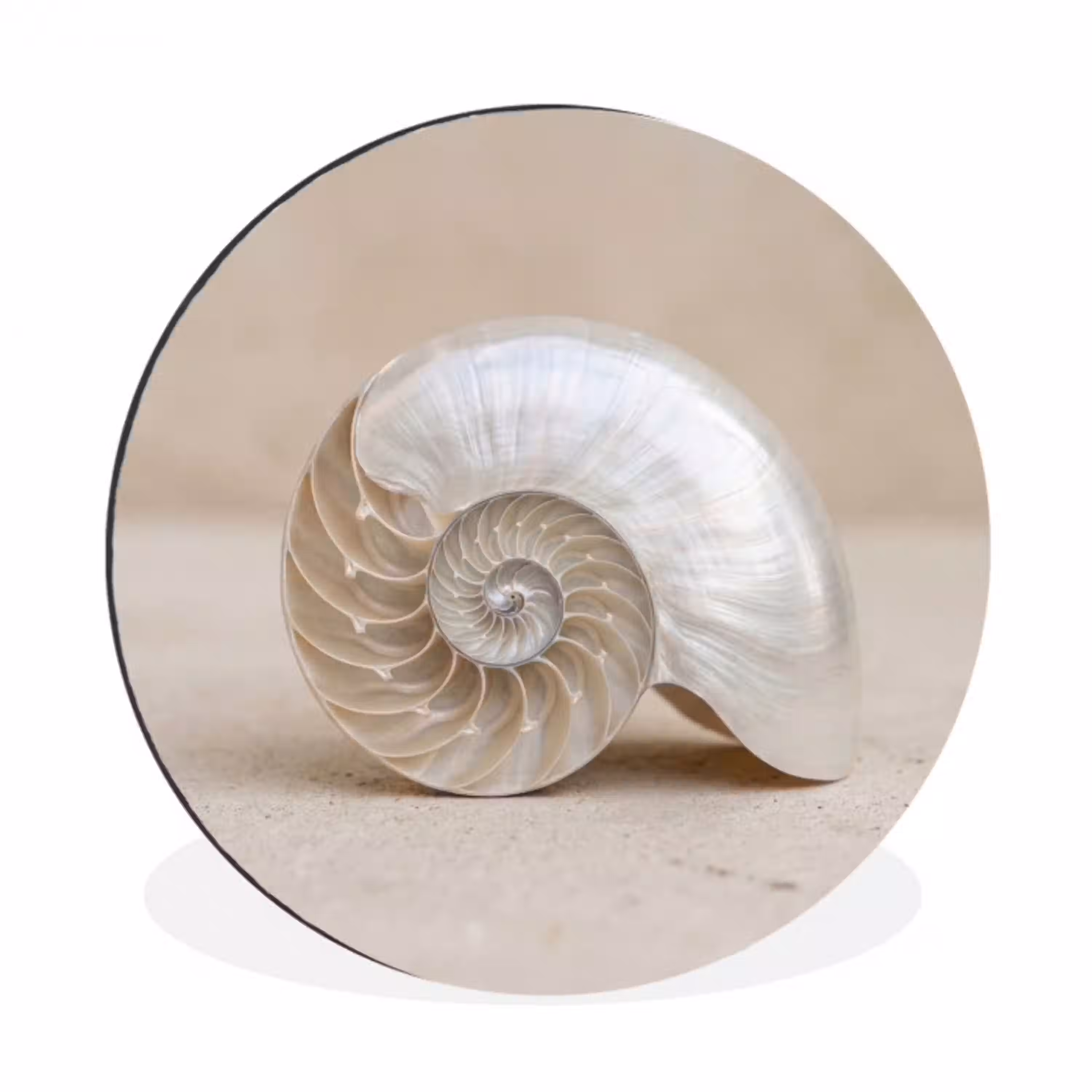 Schelp - Spiraal - Beige Wandcirkel aluminium klein -3d