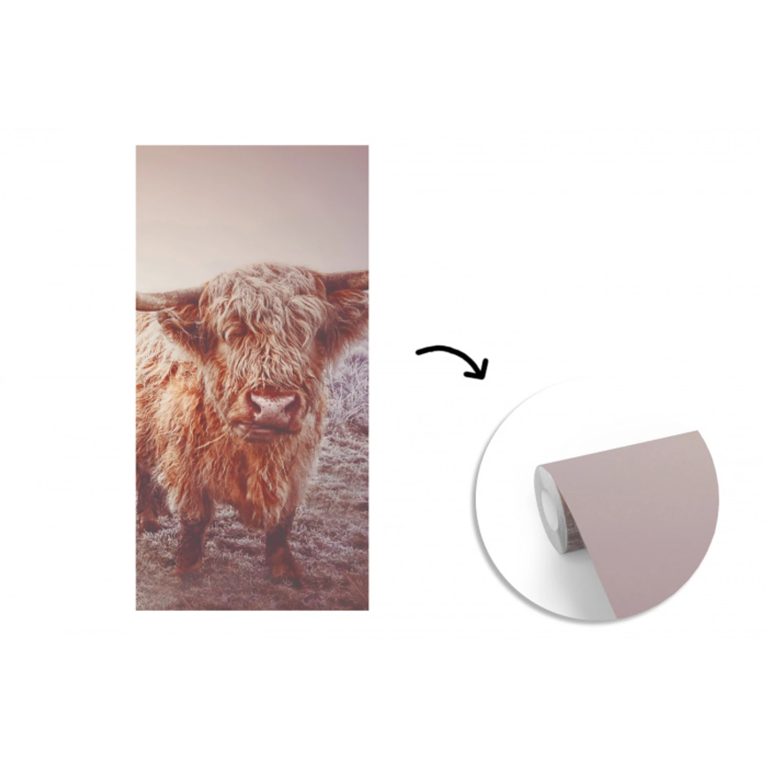 Schotse hooglanders - Licht - Lucht - Natuur fotobehang vinyl groot -3d