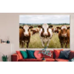 Koeien - Portret - Weide - Boerderij - Nieuwsgierig forex 5mm xxl -woonkamer