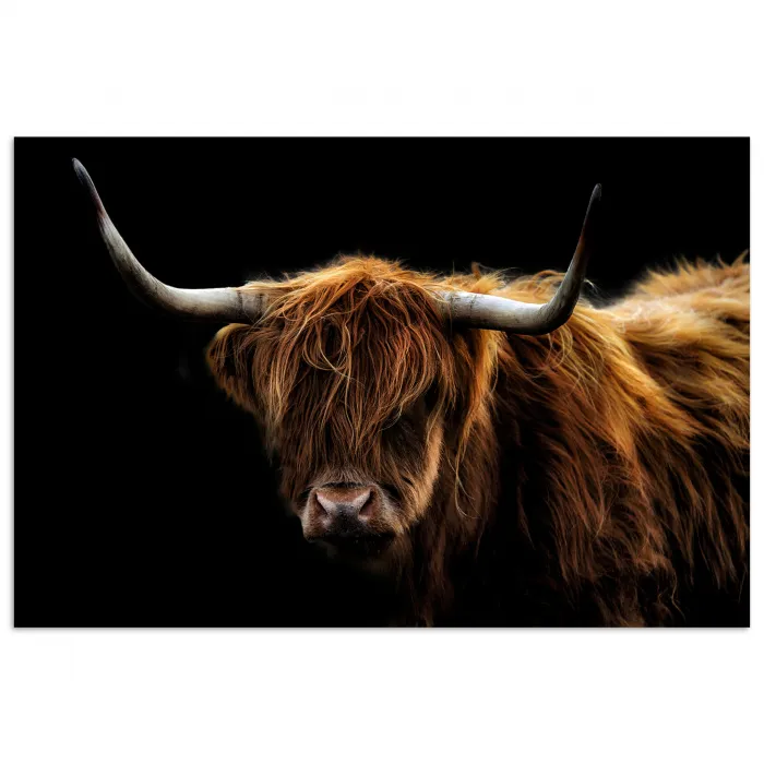 Schotse Hooglander - Horens - Zwart - Dieren - Natuur - Wild - Koe poster papier klein -3d