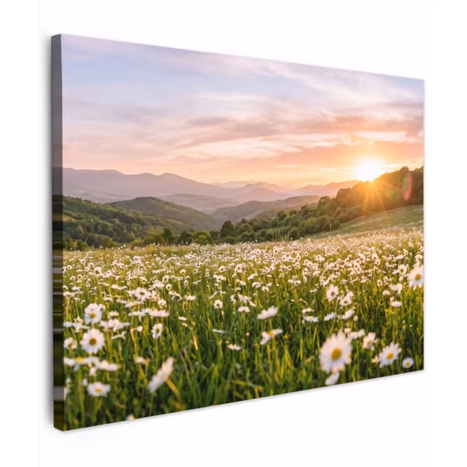 Canvas Print - Daisy - Field - Hills - Green