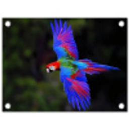 Felgekleurd - Papegaai - Bos - Vleugels tuinposter los doek klein -3d