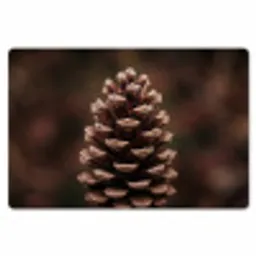 Dennenappel - Bos - Herfst - Bruin - Sfeervol Placemat vinyl groot -zzsfeer1_Kitchenyeah-website