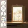 Droogbloemen - Beige - Planten - Wit Light Box met kabel (Tafellamp) klein -USP_NL