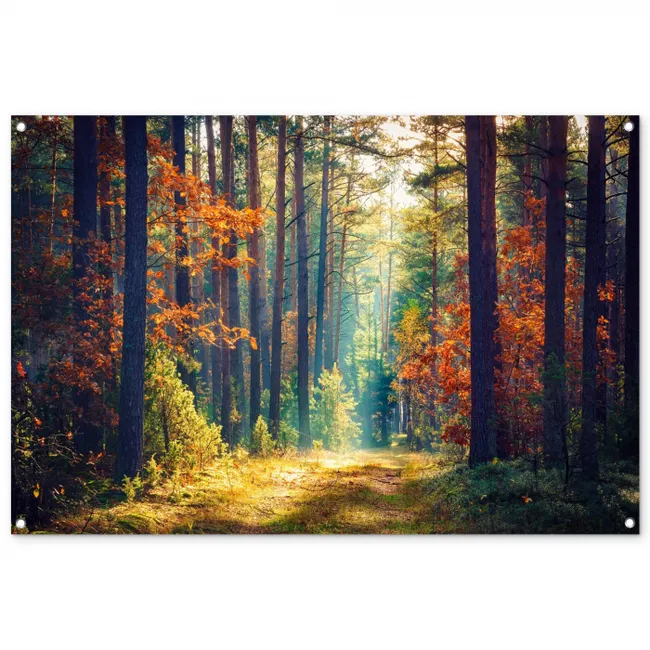 Garden Poster - Autumn forest in the Morning Mist