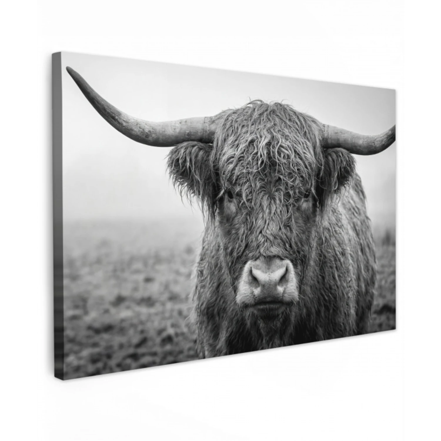 Schotse hooglander - Zwart - Wit - Gras Tuinposter op houten frame 2 cm dik klein -3d