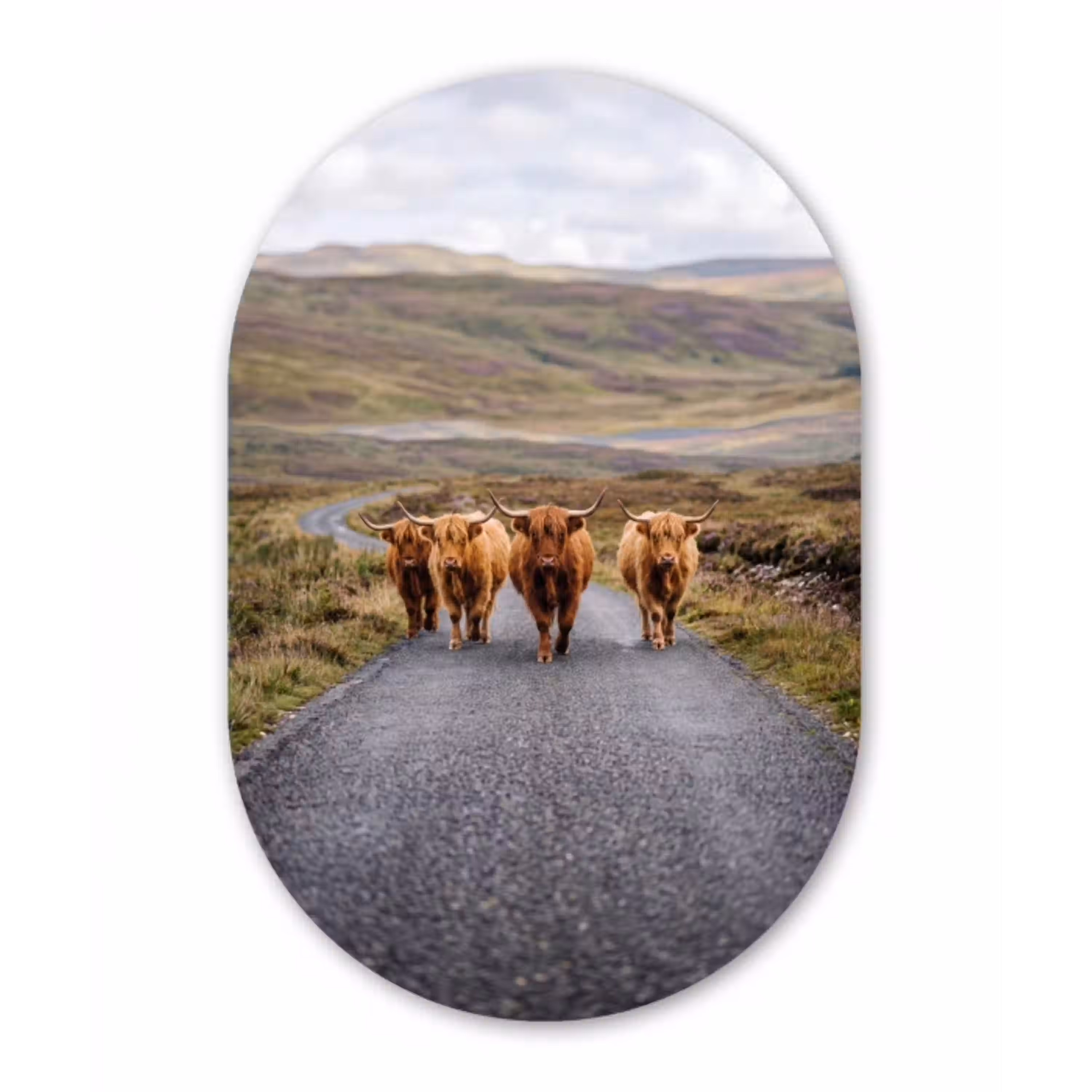 Schotse Hooglanders - Weg - Landschap - Kudde Wandcirkel Ovaal Aluminium middel -3d