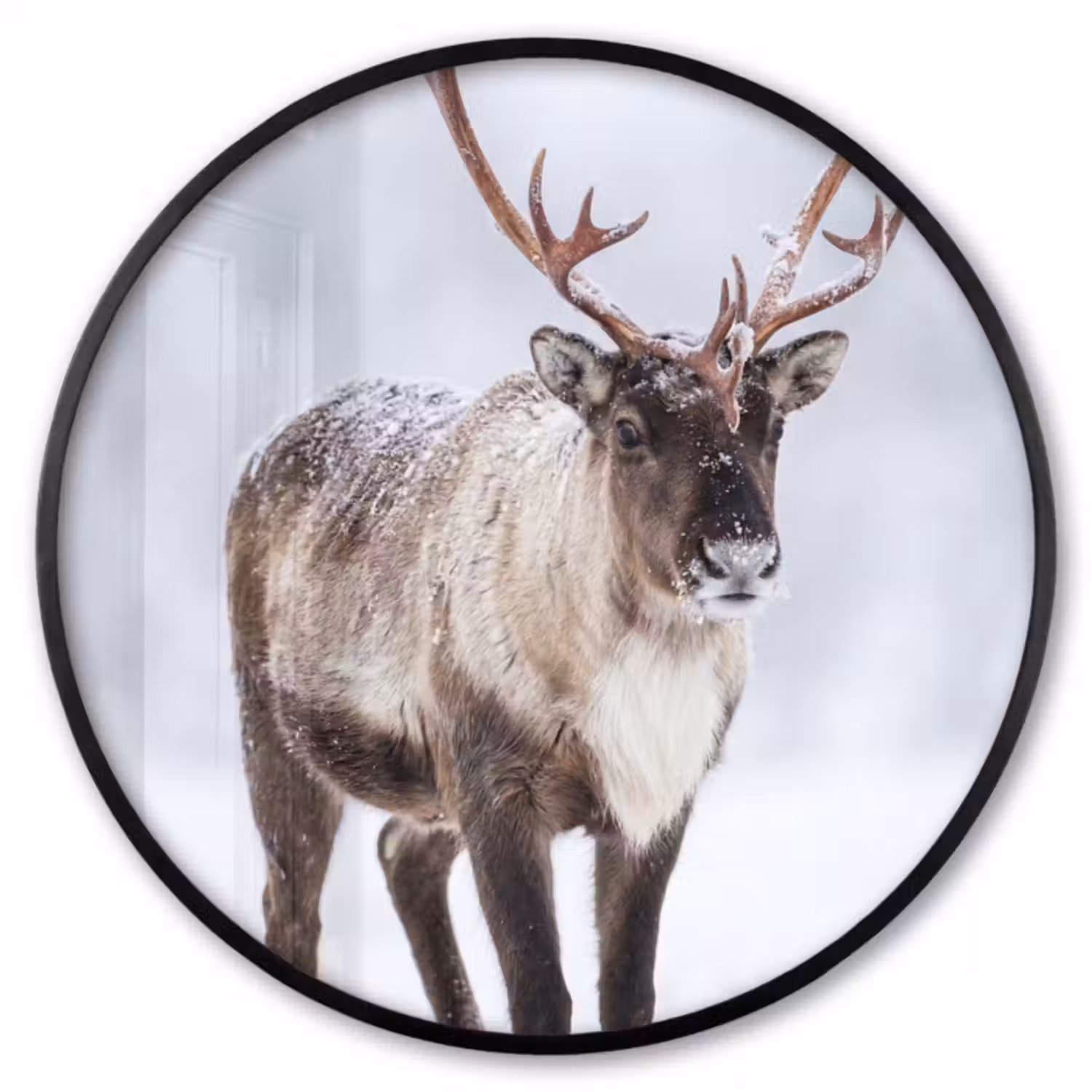 Ronde fotolijst - Rendier - Gewei - Toendra - Sneeuw - Wild