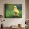 Kuiken - Eend - Geel - Gras Textielframe zwart klein -sfeer3