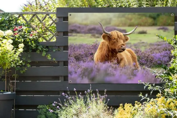 Tuinposter met Schotse Hooglander