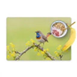 Vogel - Tak - Natuur - Kleurrijk Placemat vinyl groot -zzzproduct_Kitchenyeah-website