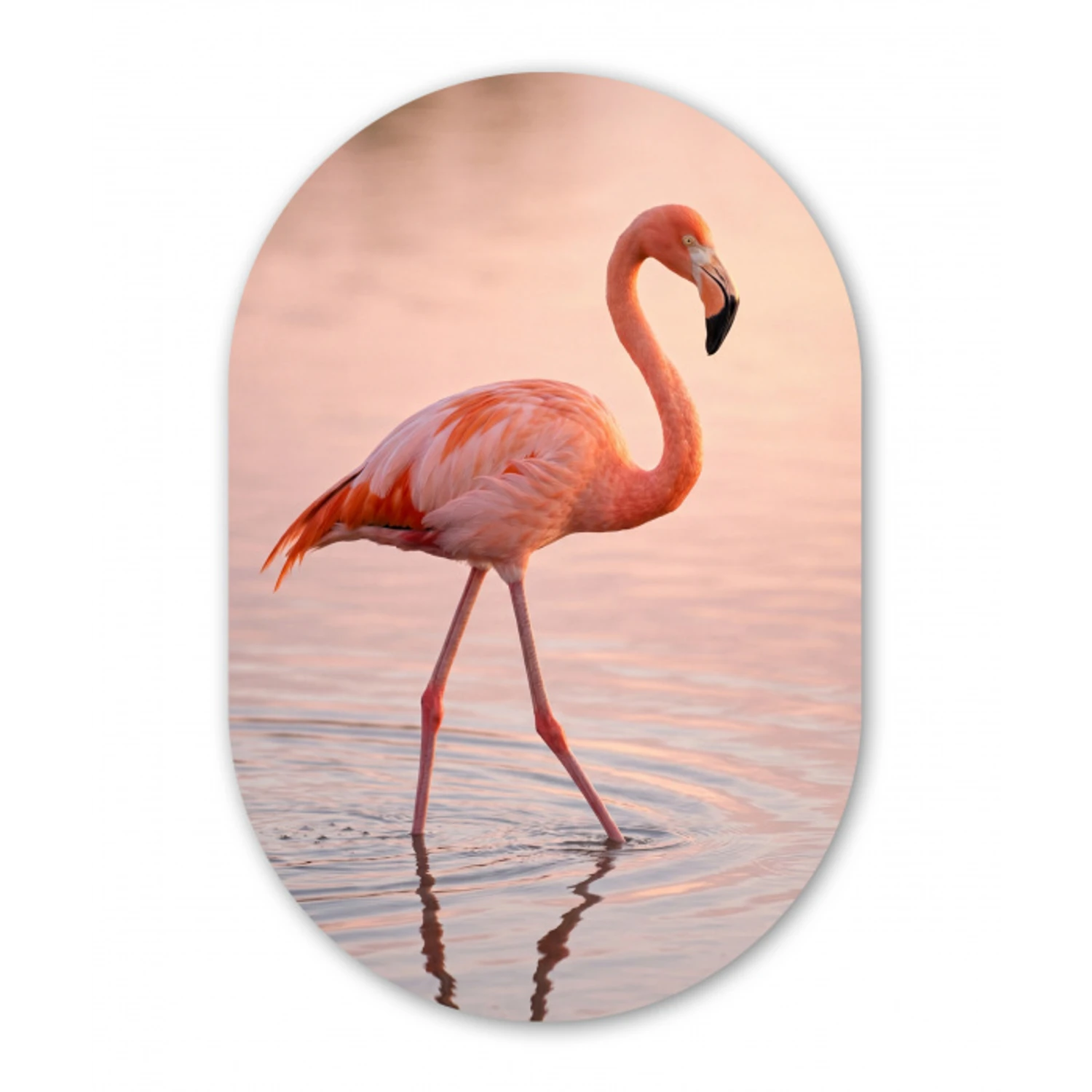 Flamingo - Water - Roze Wandcirkel Ovaal Aluminium middel -3d