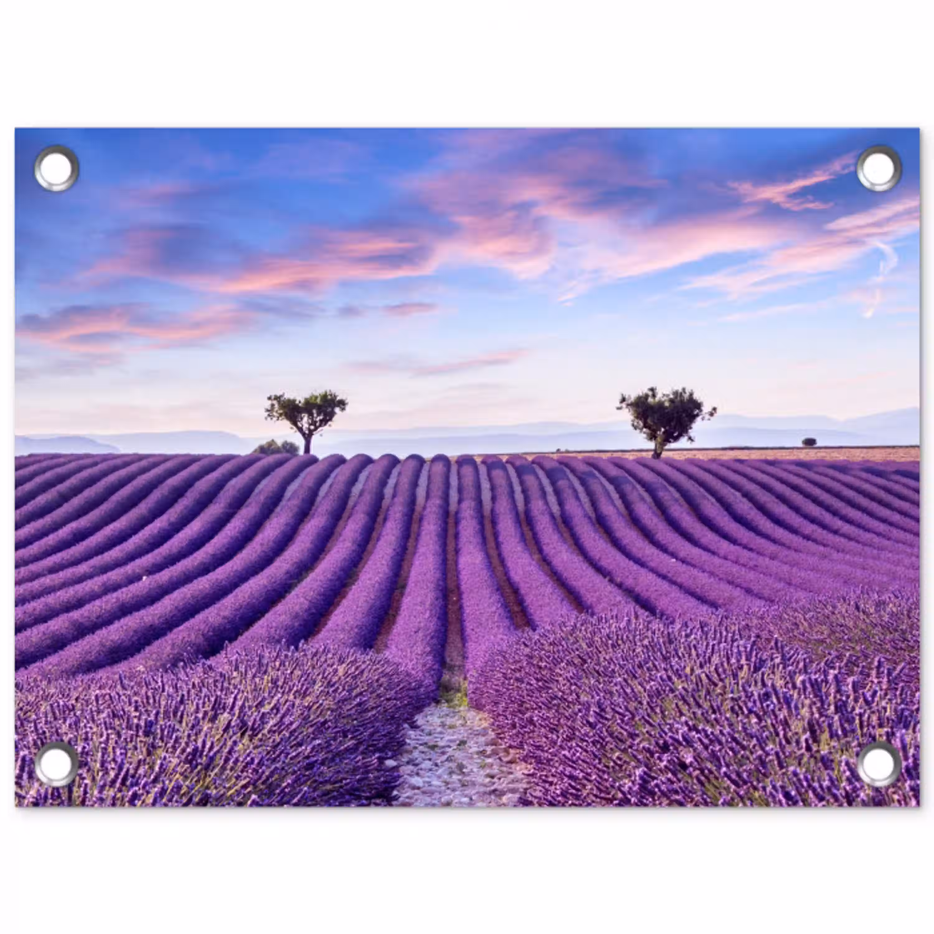 Lavendel - Natuur - Paars - Bomen - Bloemen tuinposter los doek klein -3d