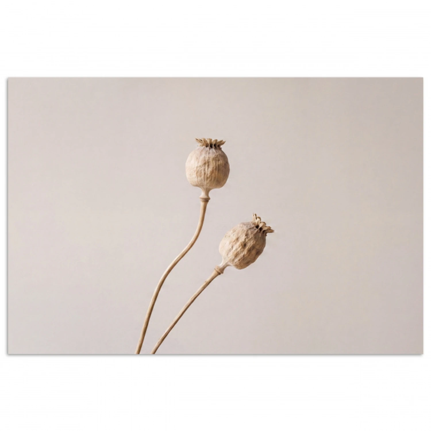Papaverbollen - Droogbloemen - Minimalistisch - Beige - Rustig poster papier klein -3d
