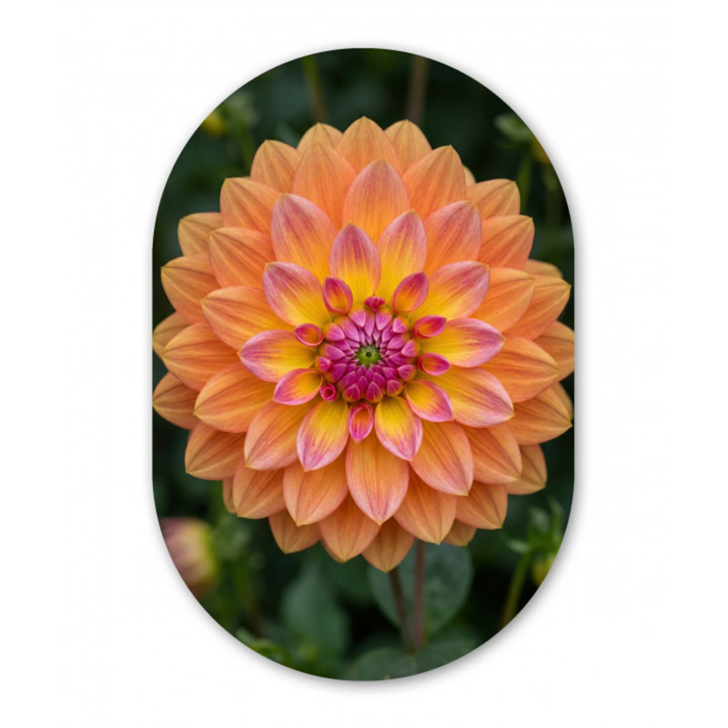Dahlia - Bloem - Oranje Wandcirkel Ovaal Forex klein -3d