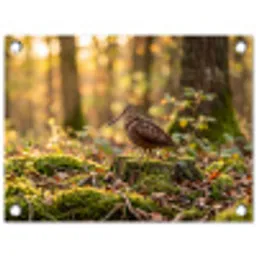Houtsnip - Bos - Bladeren - Herfst - Gecamoufleerd tuinposter los doek klein -3d