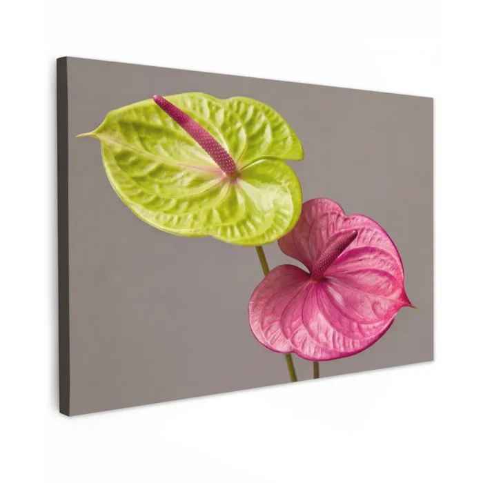 Planten - Anthurium - Groen - Roze Tuinposter op houten frame 2 cm dik klein -3d