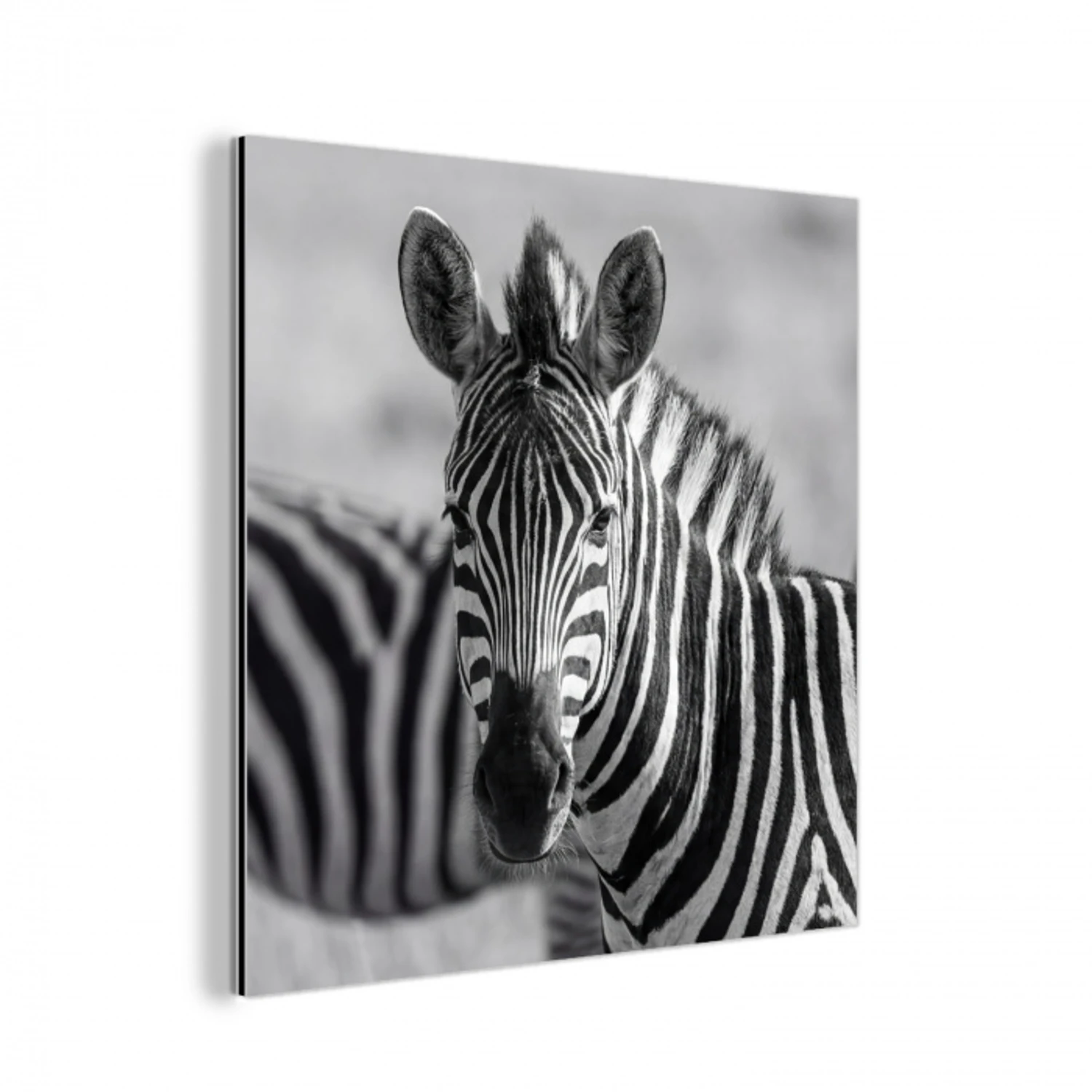 Zebra's - Zwart - Wit aluminium wit klein -3d