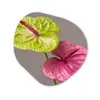 Planten - Anthurium - Groen - Roze Wandcirkel Organisch Aluminium middel -3d