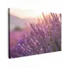 Lavendel - Paars - Zonlicht canvas 2cm klein -z3d