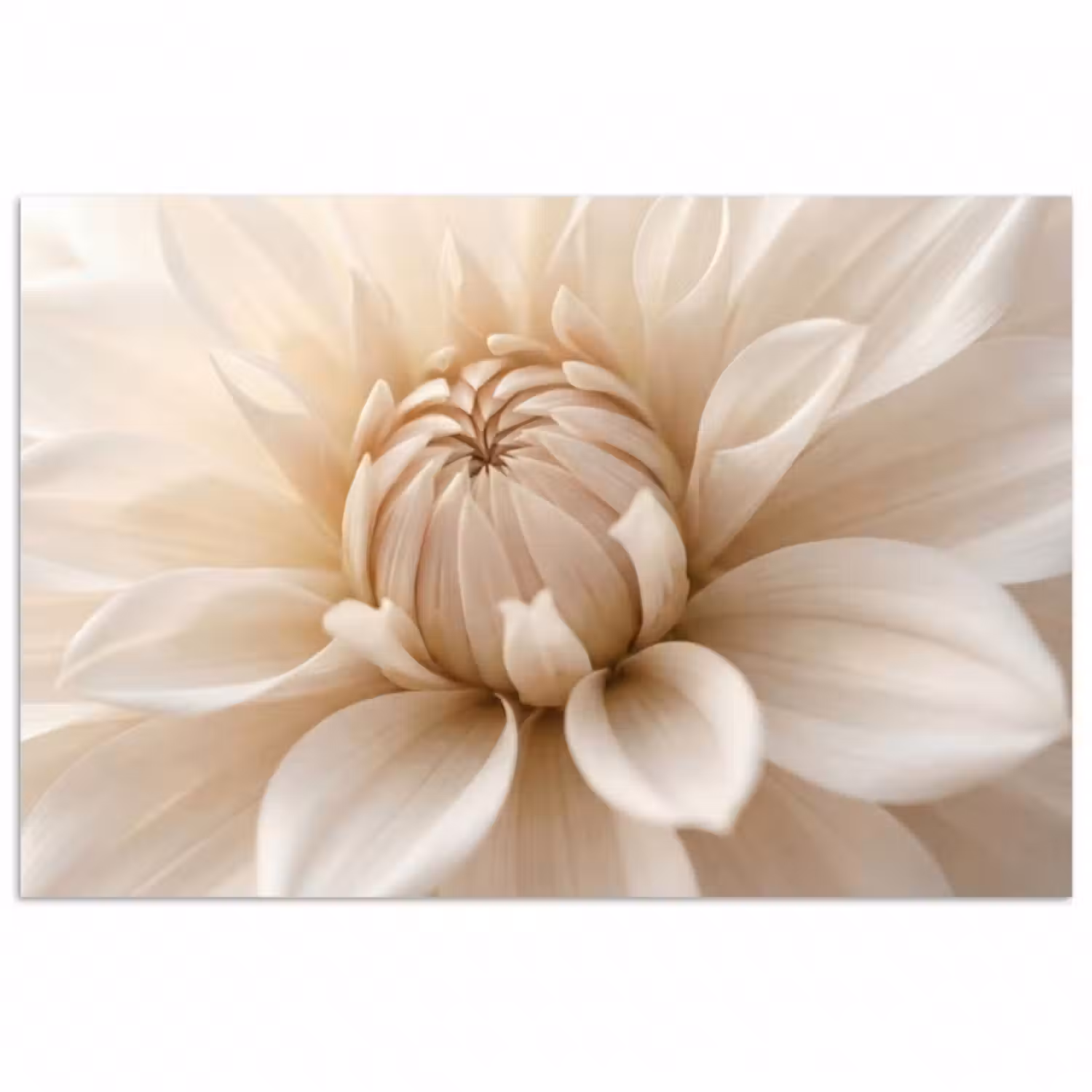 Poster - Blume - Dahlie - Weiß