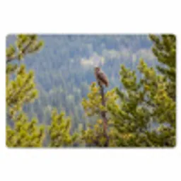 Uil - Oehoe - Bomen - Natuur Placemat vinyl groot -zzsfeer1_Kitchenyeah-website