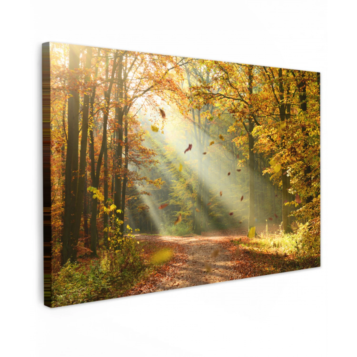 Bos - Bomen - Herfst - Zon - Herfstbladeren - Natuur Tuinposter op houten frame 2 cm dik klein -3d