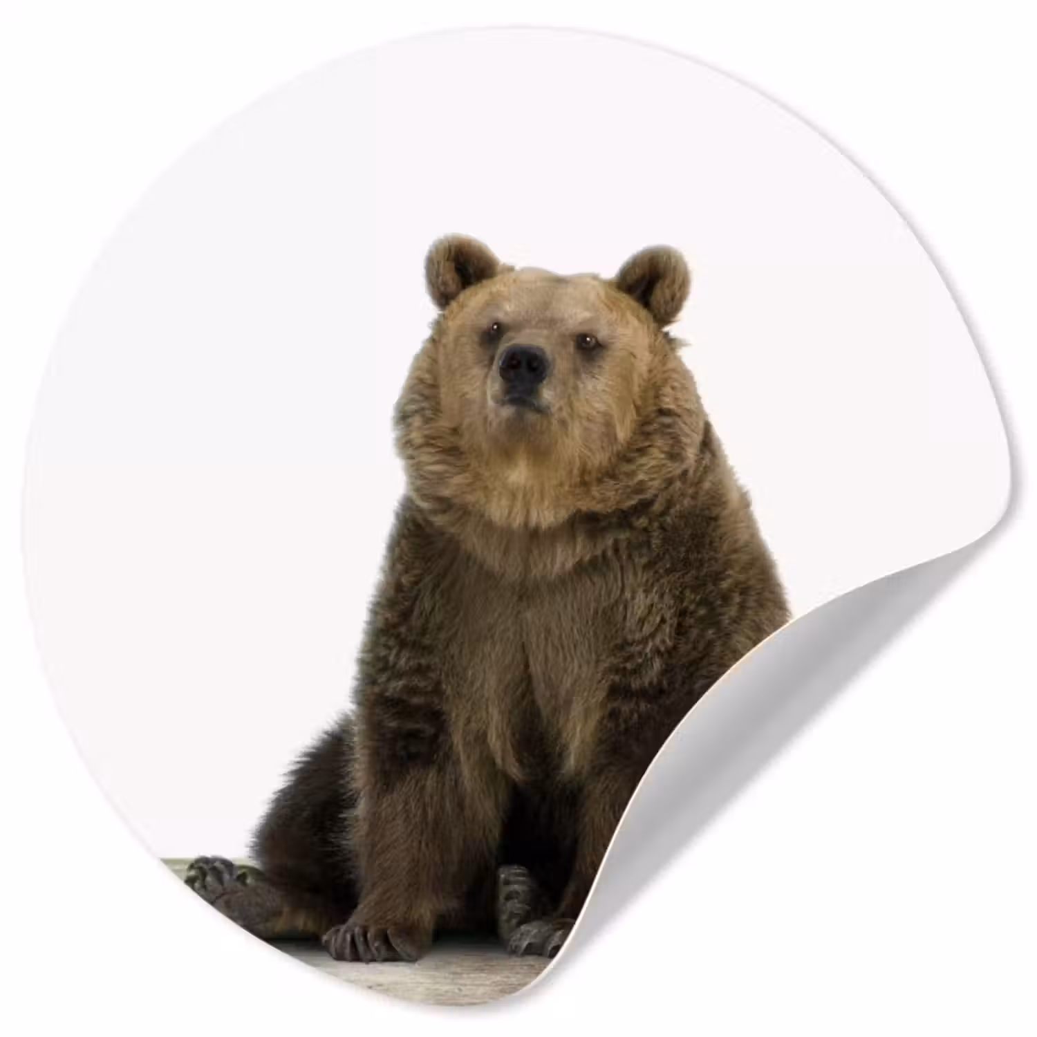 Behangcirkel - Bruine beer - Dieren - Beer - Schattig - Jongens - Meisjes