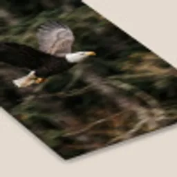 Zeearend - Vliegen - Bos - Natuur fotolijst zwart zonder passe partout klein -zsfeer6