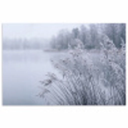 Riet - Bevroren - Winter - Natuur poster papier klein -3d