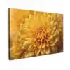Geel - Chrysant - Zachtheid canvas 2cm klein -z3d