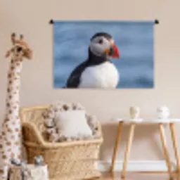 Papegaaiduiker - Portret - Natuur Wandkleed katoen middel -wsfeer5_kind