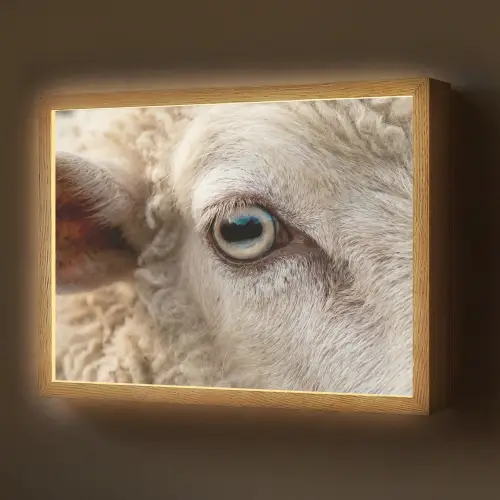 Schaap - Oog - Wit Light Box met batterij (Wandlamp) middel -z3d_website