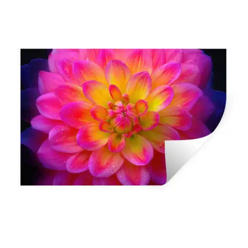 Roze - Dahlia - Kleurrijk Muursticker klein -3d