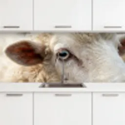 Schaap - Oog - Wit keuken achterwand 2 middel -3d