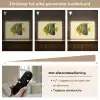 Felgeel - Vis - Strepen - Vinnen Light Box met batterij (Wandlamp) middel -USP_dimbaarNL