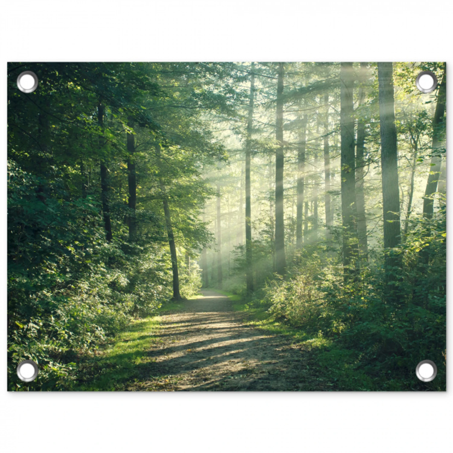 Bosweg in ochtendlicht tuinposter los doek klein -3d