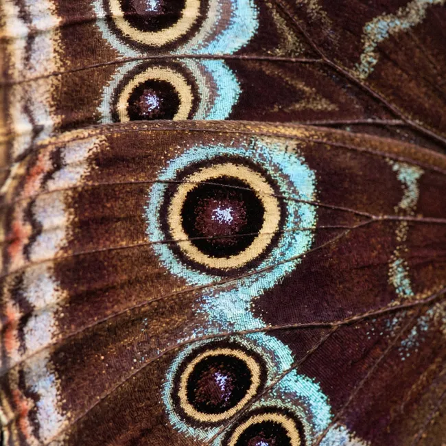 Behang - Vleugels - Vlinder - Blauw