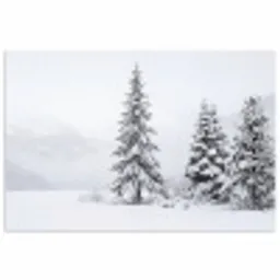 Fijnsparren - Sneeuw - Winter - Landschap - Stilte poster papier klein -3d