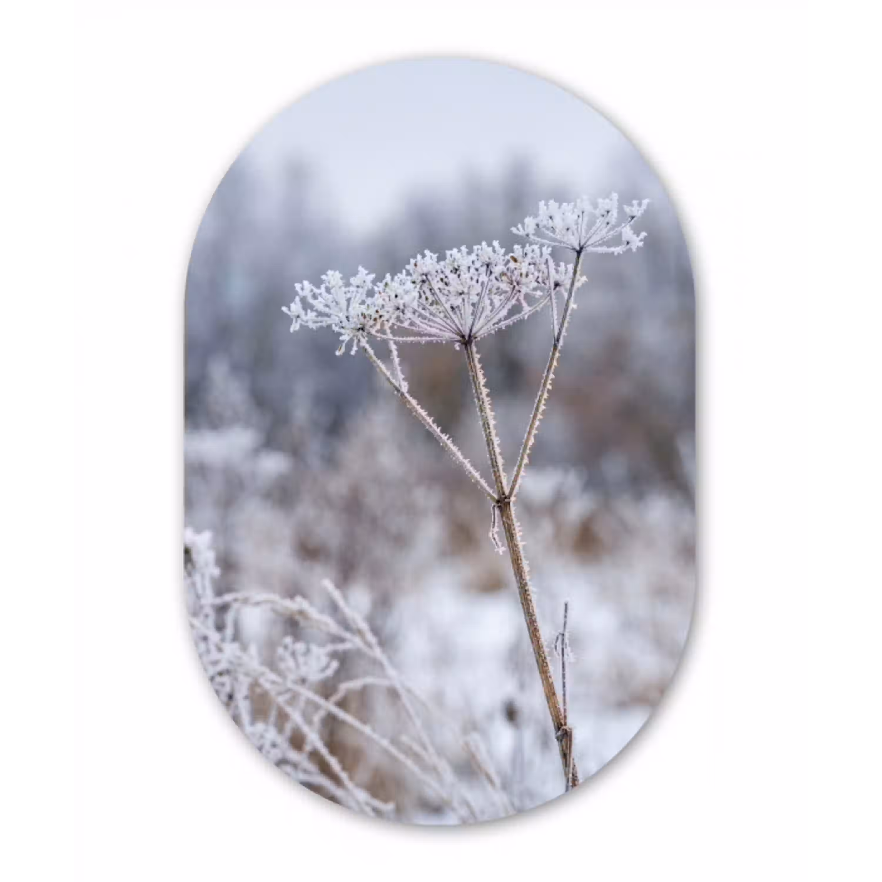 Schermbloem - Rijp - Kristallen - Winter - Delicaat Wandcirkel Ovaal Aluminium middel -3d