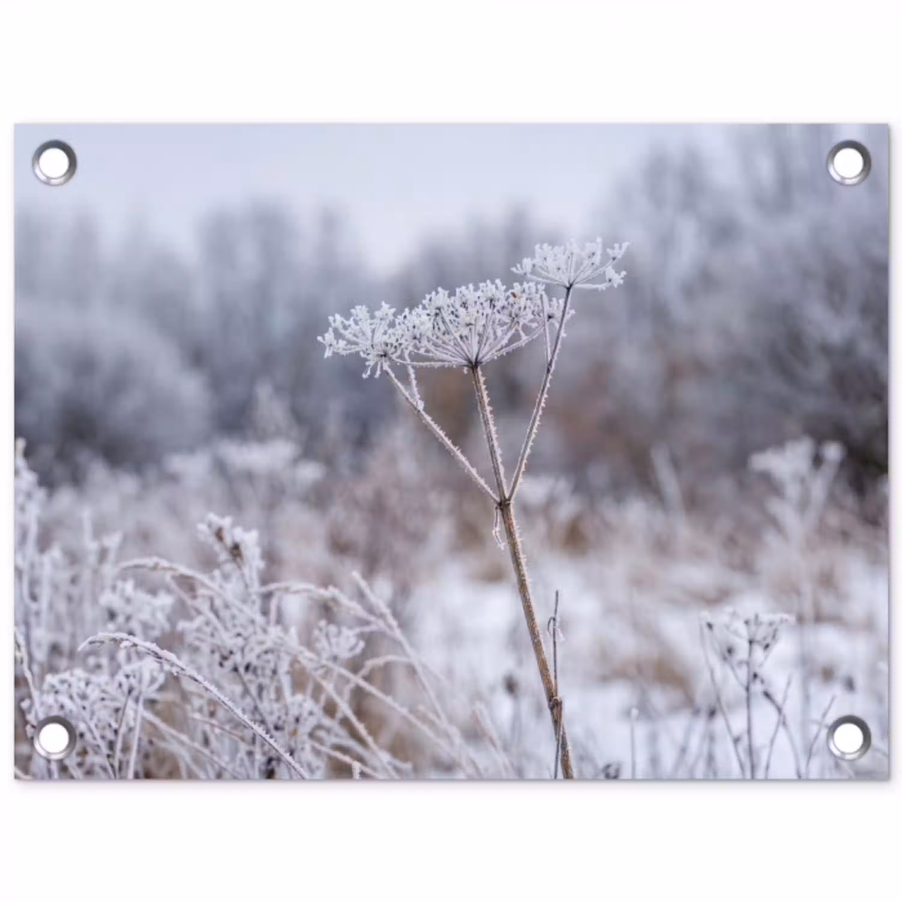 Schermbloem - Rijp - Kristallen - Winter - Delicaat tuinposter los doek klein -3d