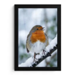 Roodborstje - Tak - Sneeuw - Winter - Levendig fotolijst zwart zonder passe partout klein -3d